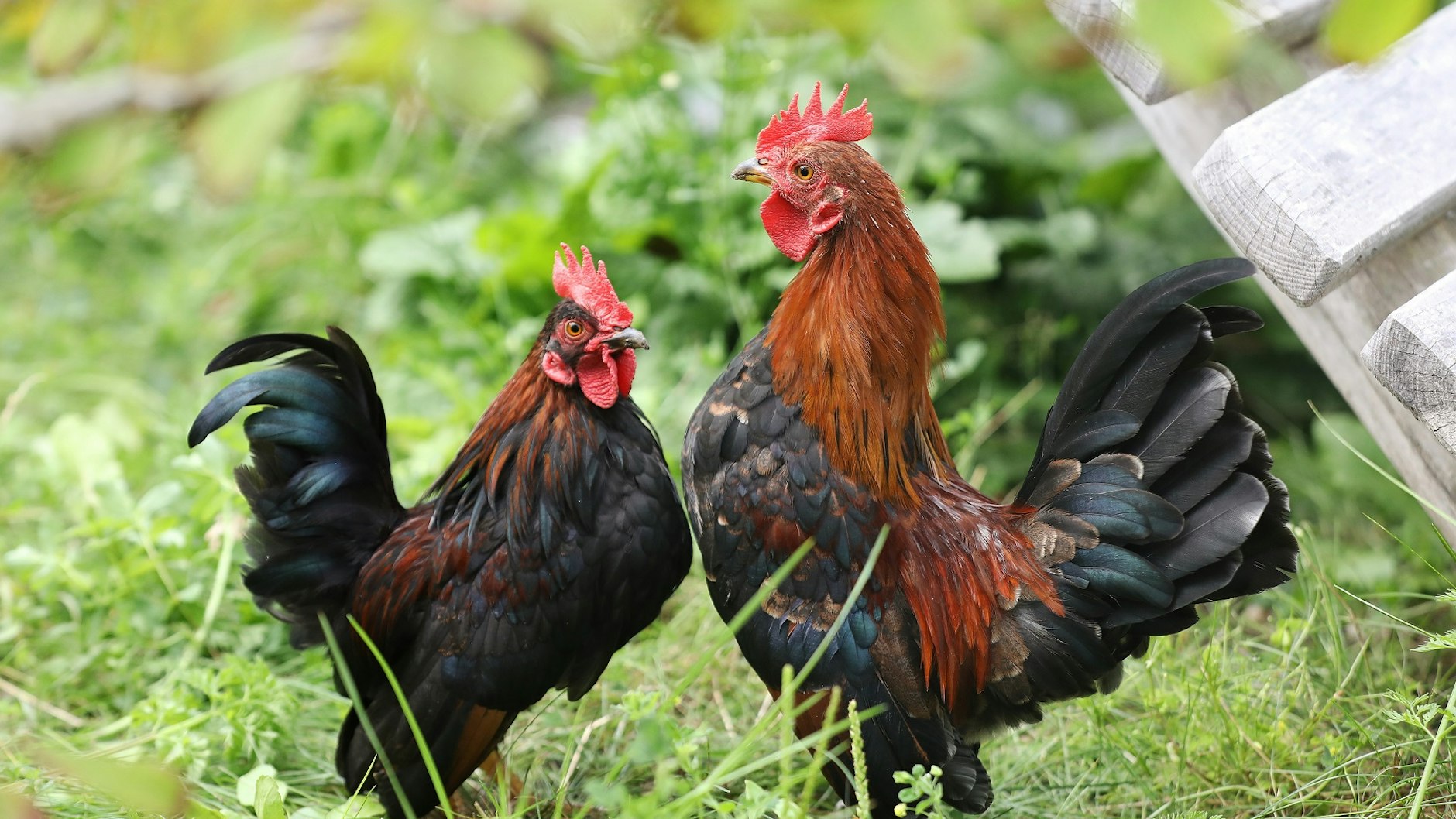 Auch mehrere Hähne warten auf ein neues Zuhause.