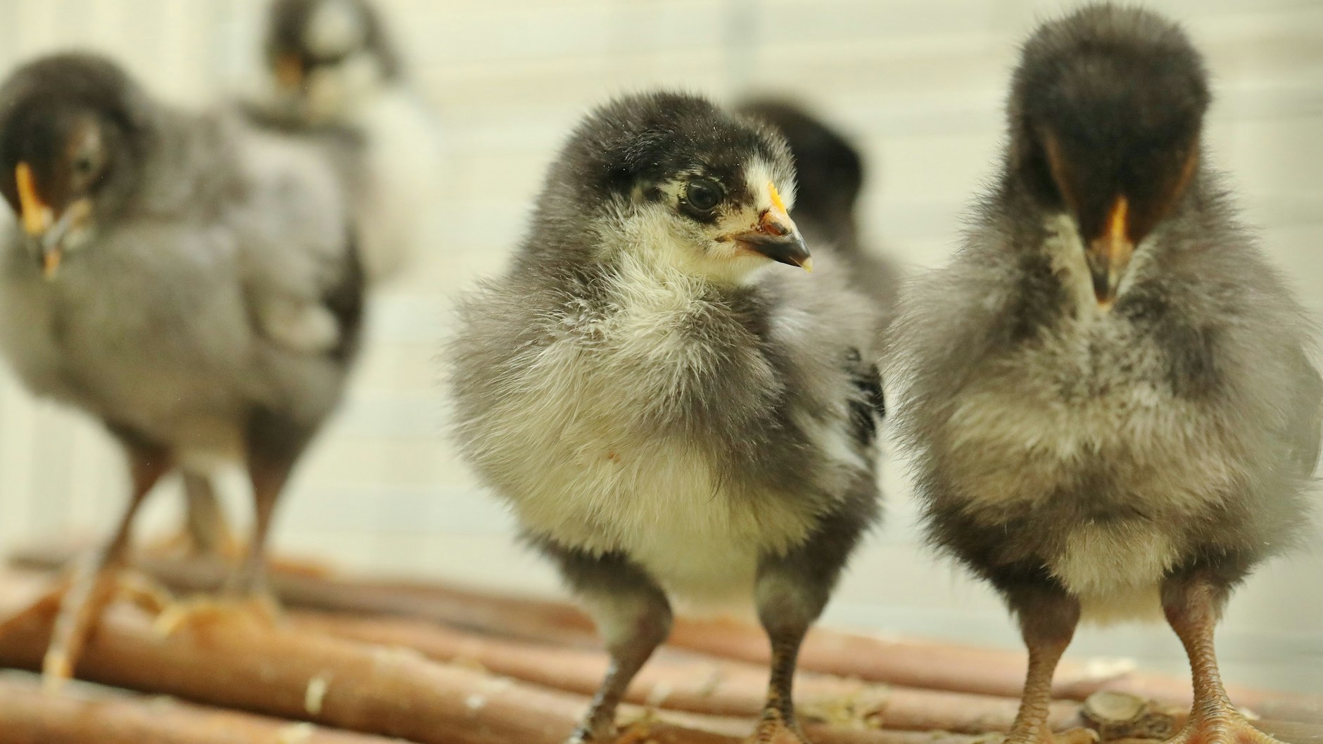 Die Küken wurden in einem Karton in Weißensee gefunden.
