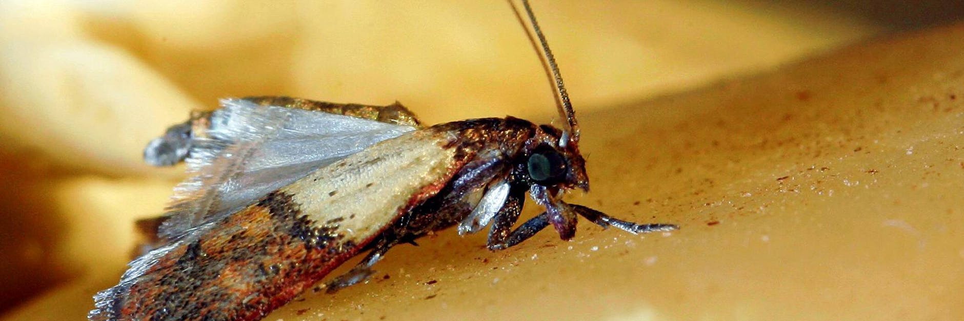 Lebensmittelmotte Plodia interpunctella