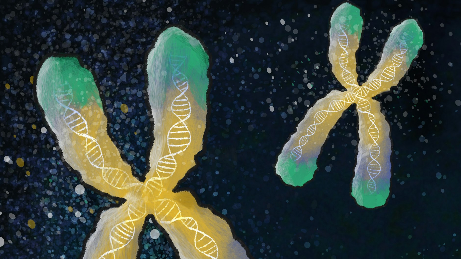 Illustration von Chromosomen mit Telomerbereichen (grün). Diese zelluläre Strukturen schützen das genetische Material während der Zellteilung. Sie sind bei Kindern kürzer, deren Mütter in der Schwangerschaft gestresst waren.