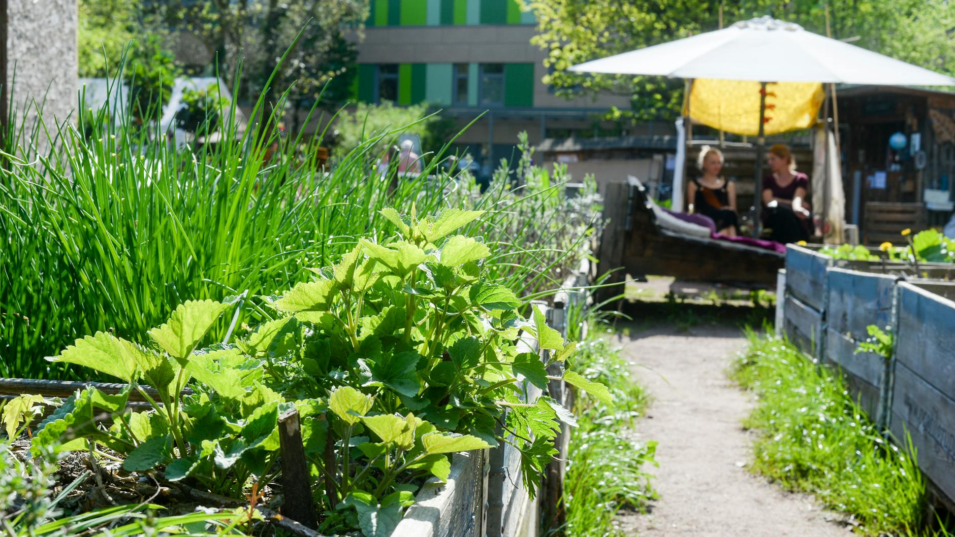 Gut für Mensch und Bestäuber: Das Himmelbeet in Wedding ist einer von 18 Berliner Gemeinschaftsgärten, die bei dem Projekt mitmachen.