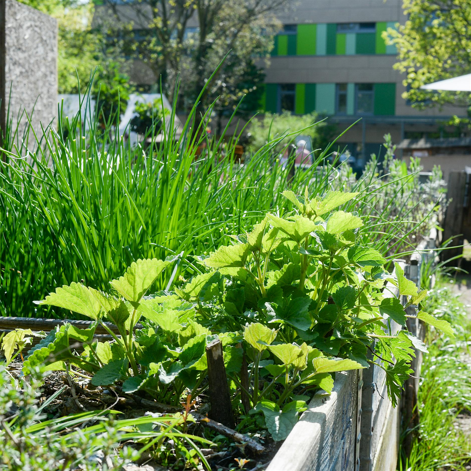 In Berliner Gemeinschaftsgärten wird die Artenvielfalt kooperativ erforscht