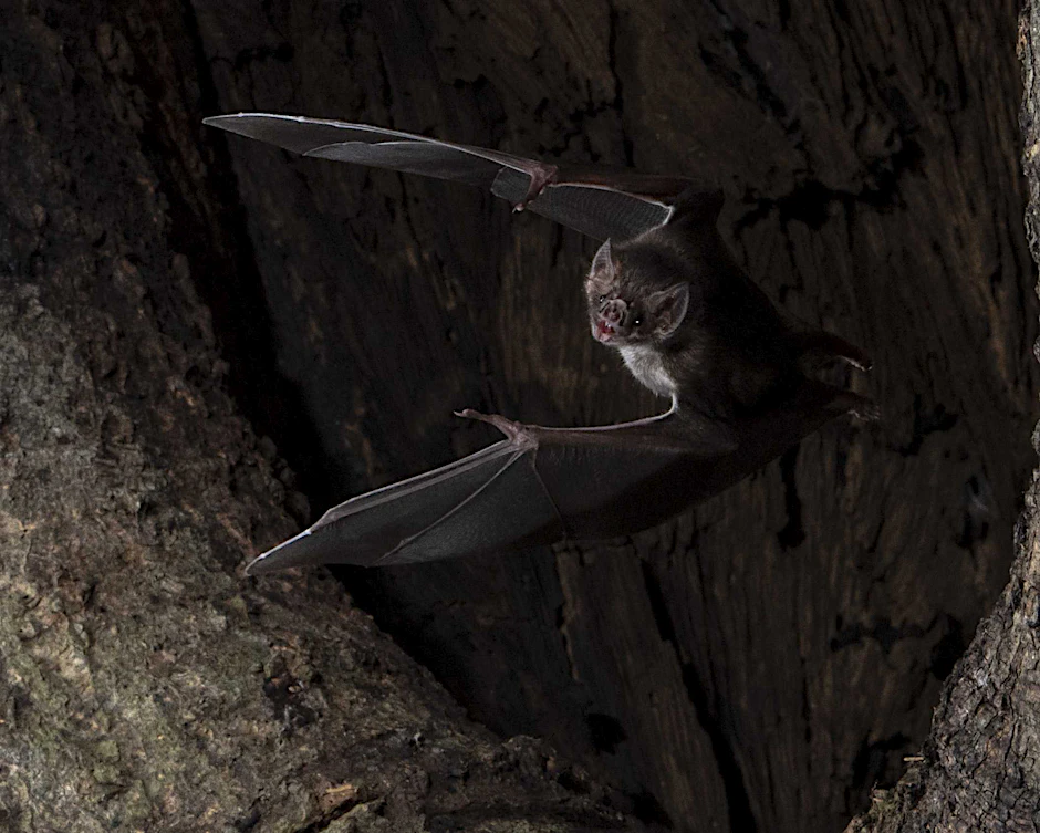 Eine Vampirfledermaus.&nbsp;