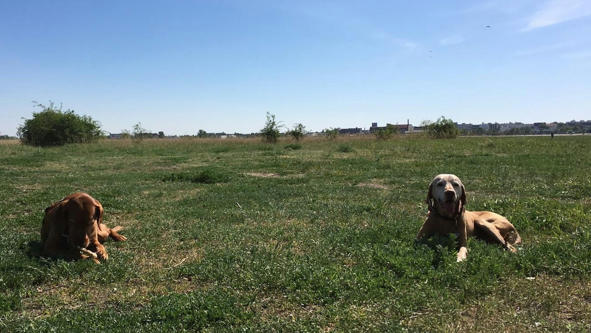 Lotta (links) und ihre Nachbarin.