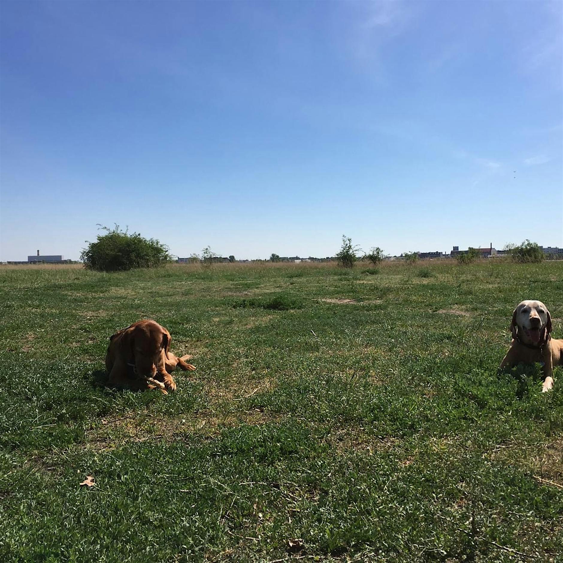 Hundeleben: Abschied von der Nachbarin
