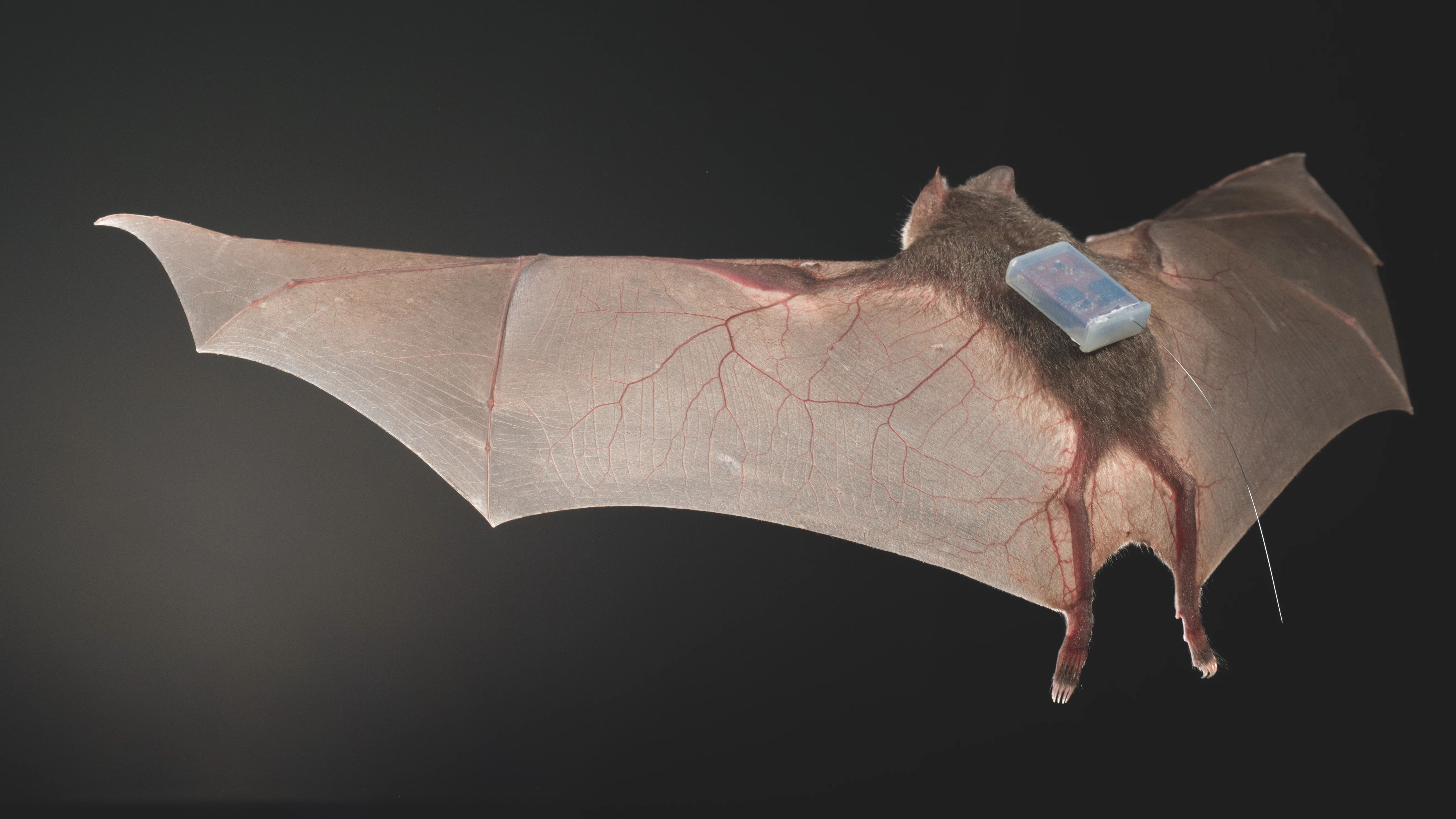 Eine Vampirfledermaus mit einem Näherungssensor auf dem Rücken.
