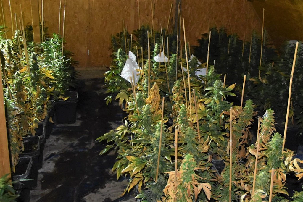 75-year-olds busted for growing weed in a Brandenburg barn