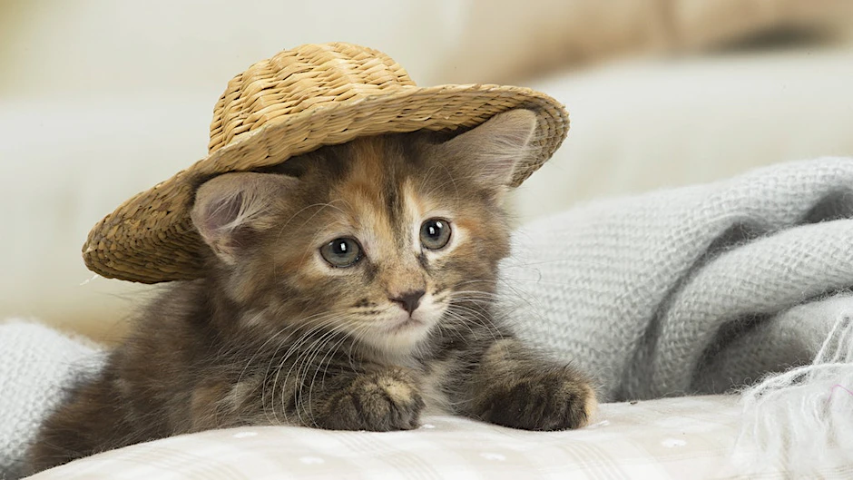 Katzenbaby mit Hut.