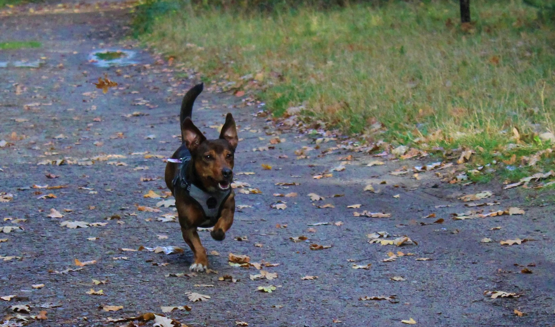 Eher ein Duracell-Hase als ein Hund: Mischling Alfred ist ein wahres Energiebündel und offensichtlich ein geeigneter Begleiter beim Joggen.