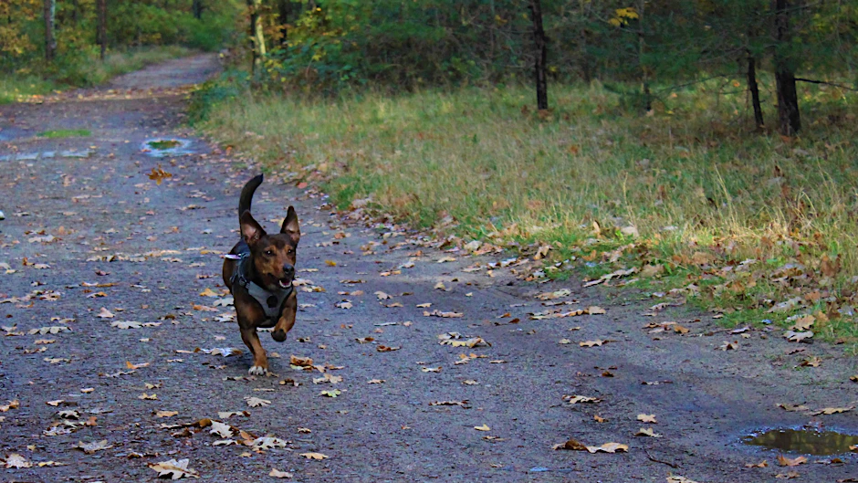 Eher ein Duracell-Hase als ein Hund: Mischling Alfred ist ein wahres Energiebündel und offensichtlich ein geeigneter Begleiter beim Joggen.