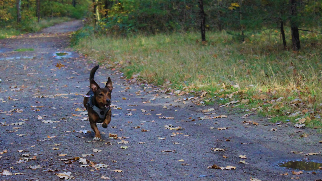 Eher ein Duracell-Hase als ein Hund: Mischling Alfred ist ein wahres Energiebündel und offensichtlich ein geeigneter Begleiter beim Joggen.