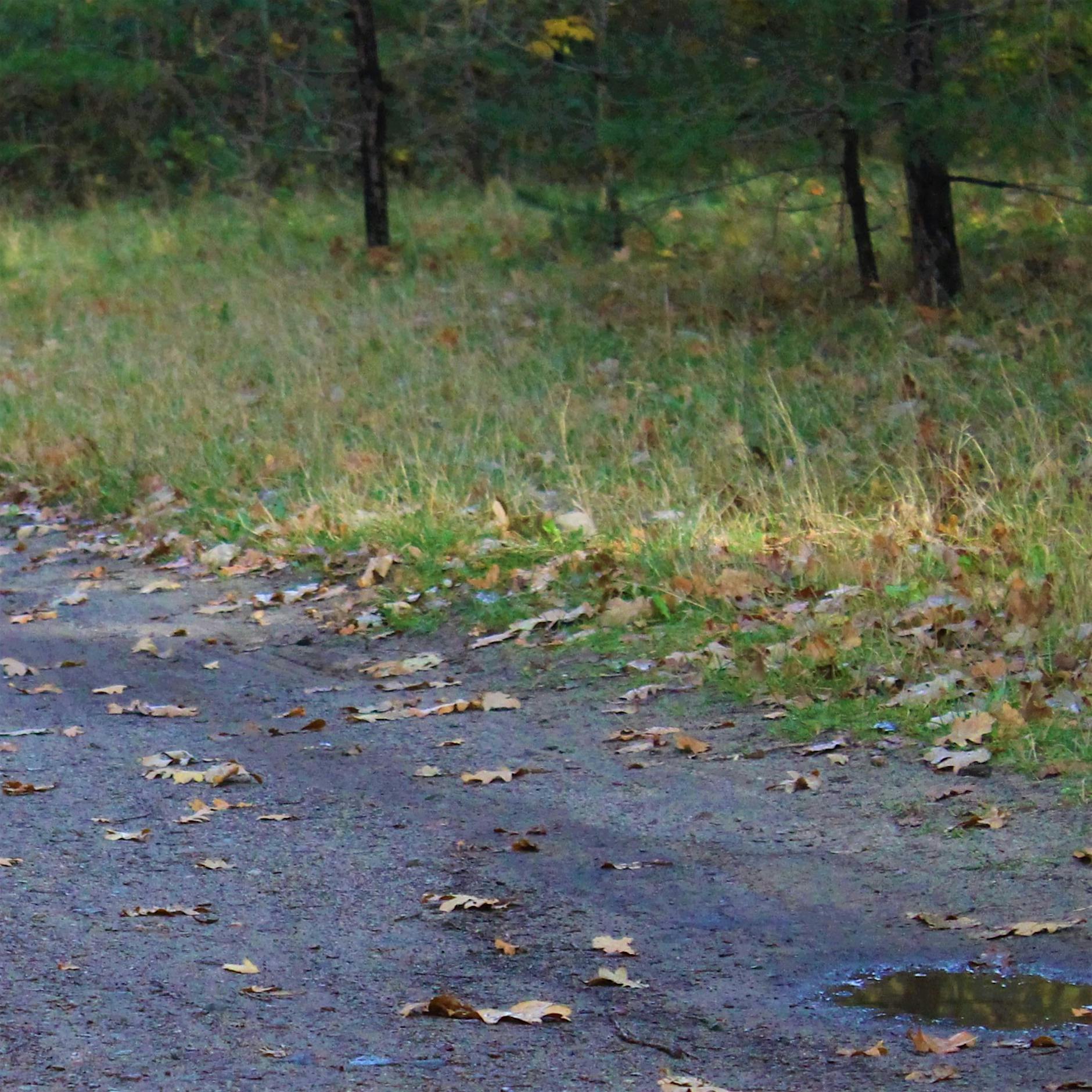 Treuer Begleiter, aber nicht zwingend ein geeigneter Joggingpartner