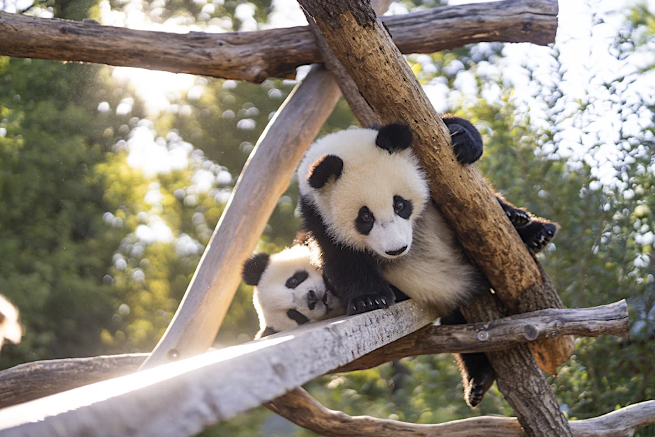 Die Panda-Jungs Pit (vorne) und Paule haben neue Geschmacksgelüste.&nbsp;