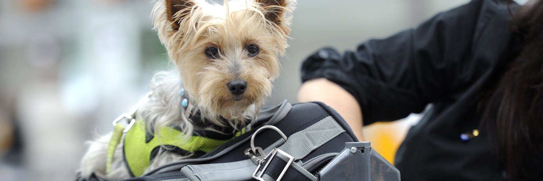 Damit ein Tier aus dem Ausland ohne Probleme einreisen kann, müssen Halter zum Beispiel am Flughafen bestimmte Impfnachweise vorzeigen. 