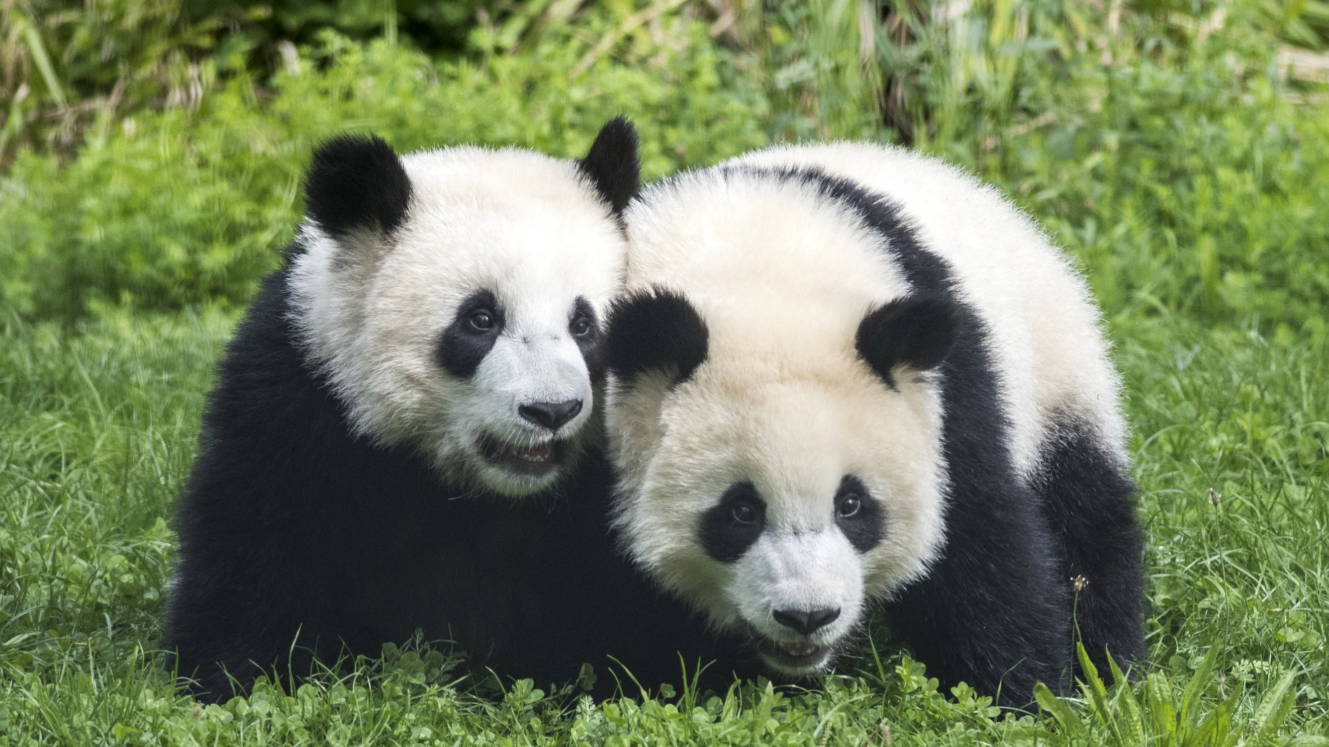 Auch wenn im Zoo die Tierhäuser zu bleiben: Die Panda-Jungs Pit und Paule sind weiter für die Besucher da.