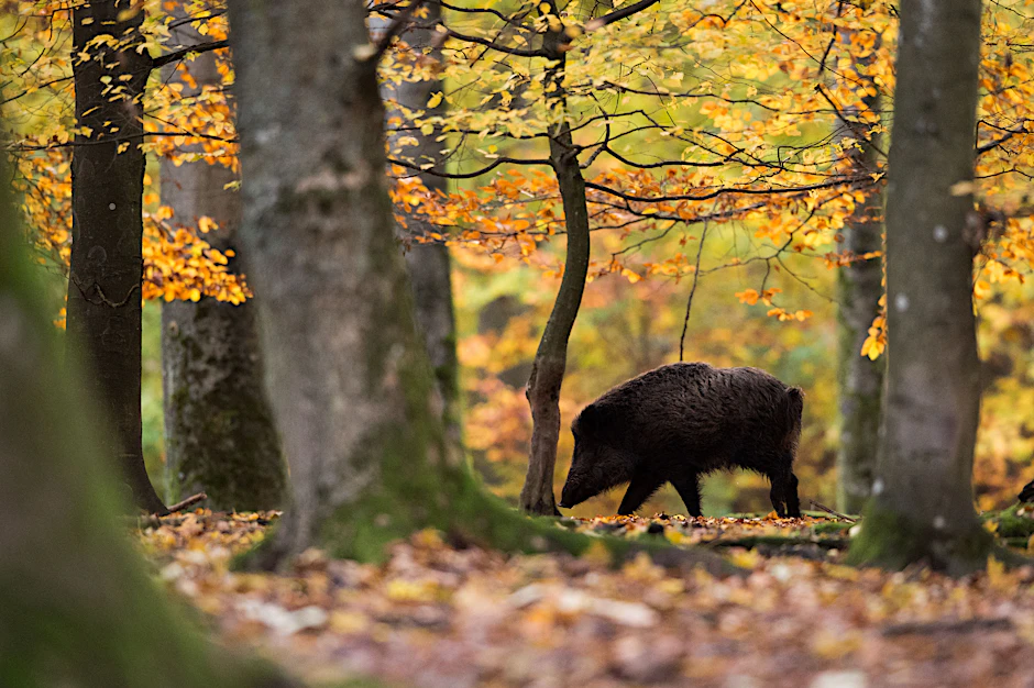 Ein Wildschwein läuft in einem Wildschweingehege durch den Wald.&nbsp;