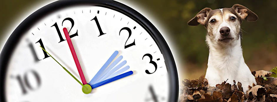 Am Sonntag, 25. Oktober, werden nachts die Uhren von drei auf zwei Uhr zurückgestellt. Das bedeutet auch für Haustiere Stress - wenn man sie nicht darauf vorbereitet.