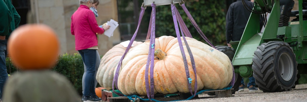 Riesen-Kürbis aus Ostfriesland wiegt 702 Kilo