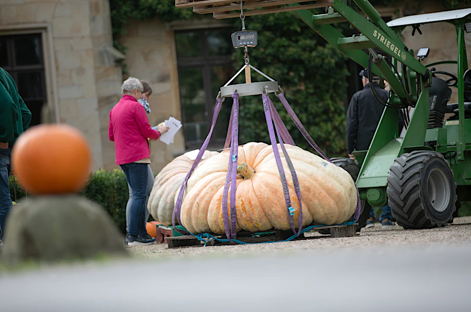 Da staunste! Der Mega-Kürbis der Sorte&nbsp;Atlantic Giant wiegt 702 Kilo und 400 Gramm.