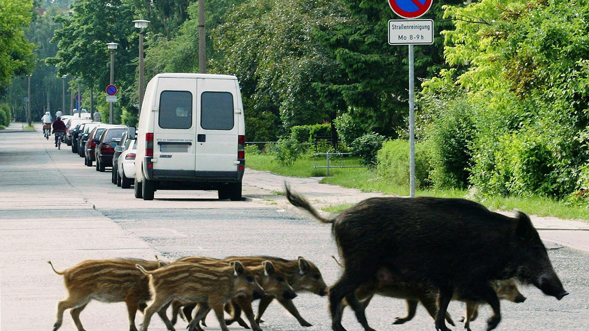 Wildschweine wagen sich weit in Dörfer und Städte hinein. Mit der Afrikanischen Schweinpest infiziert, können sie auch Hausschweine mit der tödlichen Krankheit anstecken.