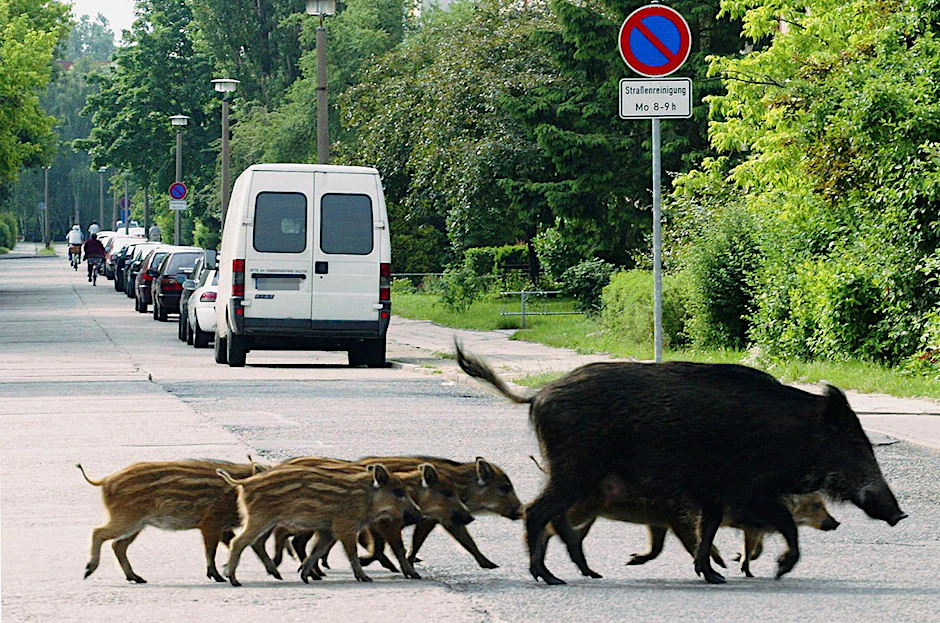 Mitarbeiter des Landesbetriebes Forst Brandenburg errichten nahe der Neiße einen festen Zaun, damit Wildschweine die Afrikanische Schweinepest nicht aus Polen einschleppen. Solche Zäune sind auch in Berlin angeschafft worden für den Fall, dass die Seuche die Stadt erreicht.&nbsp;&nbsp;