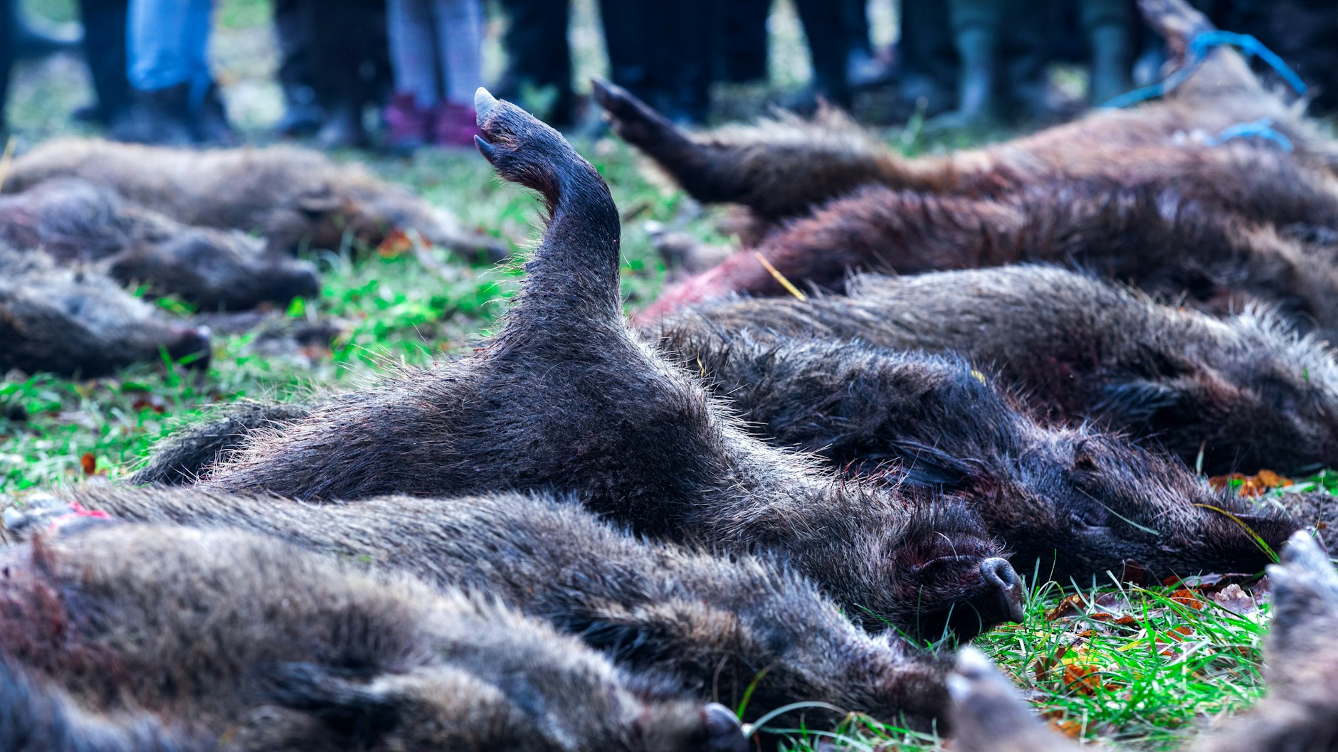 In der Jagdsaison 2019/2020 wurden so viele Wildschweine in Brandenburg erlegt wie noch nie.