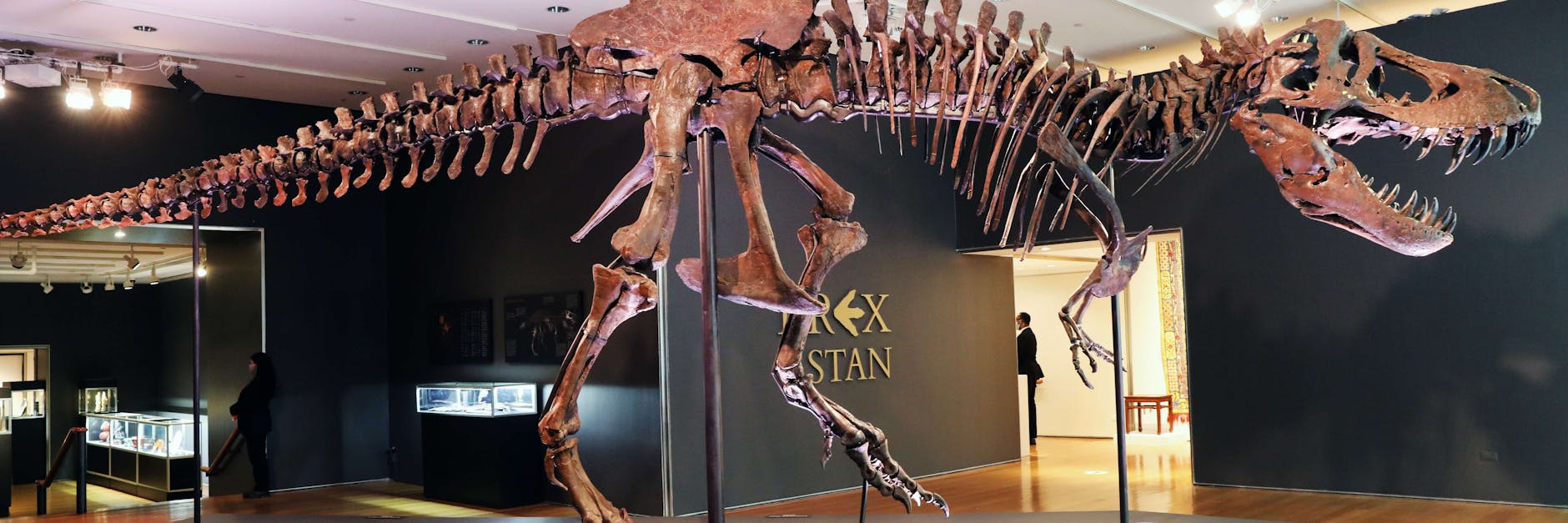 Für „Stan“ hatte Christie’s mit Geboten zwischen sechs und acht Millionen Dollar gerechnet.