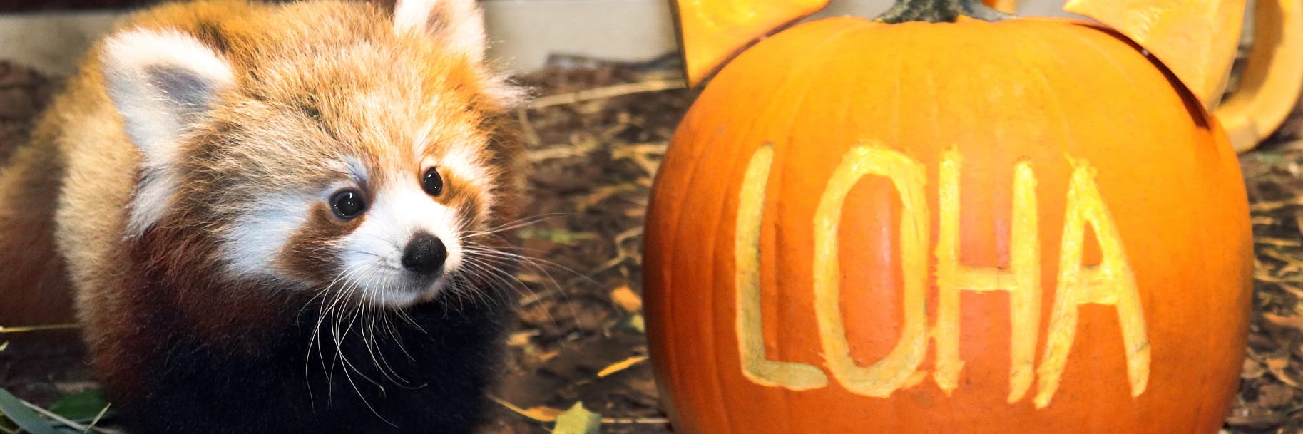 Da staunt das süße Rote-Panda-Mädchen aus dem Tierpark. Ihr Name Loha steht sogar auf diesen Kürbis, den ihr Pfleger ins Gehege legten. 