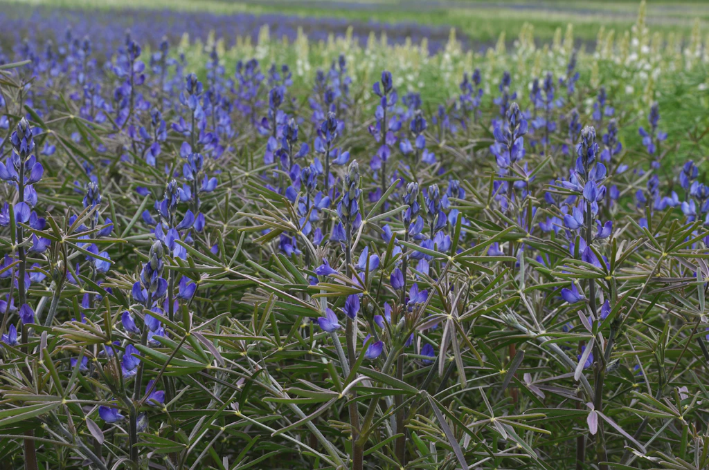 Besser als Fleisch und Soja? So gesund ist die heimische Superfood-Pflanze Lupine