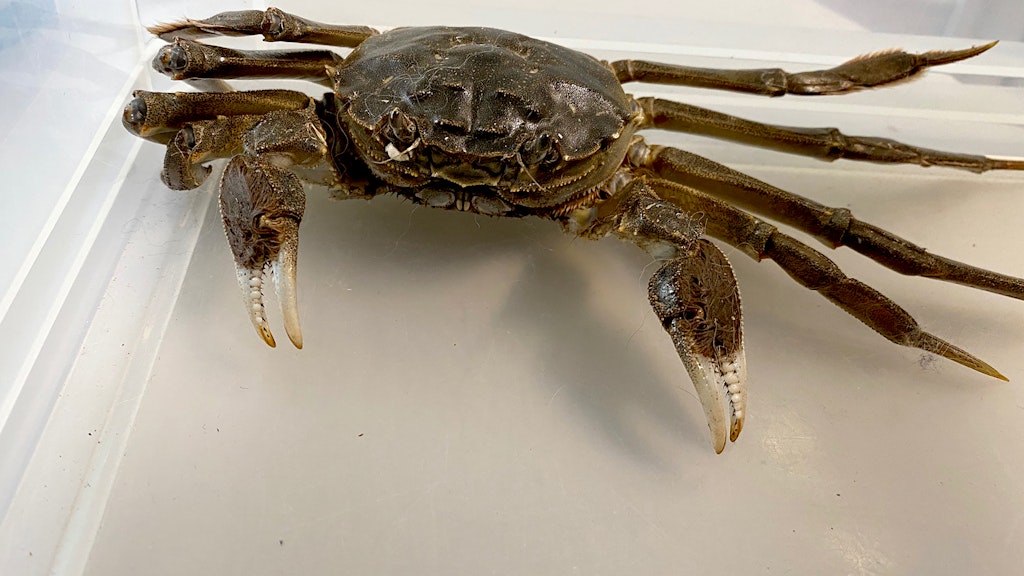 Tier des Tages : Grusel: Chinesische Wollhandkrabbe im Wohnzimmer