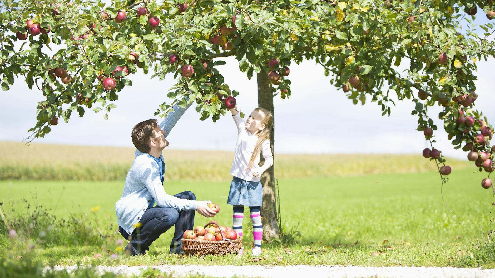 Auch das Pflücken von Äpfeln kann eine schöne Beschäftigung für die Herbstferien sein.