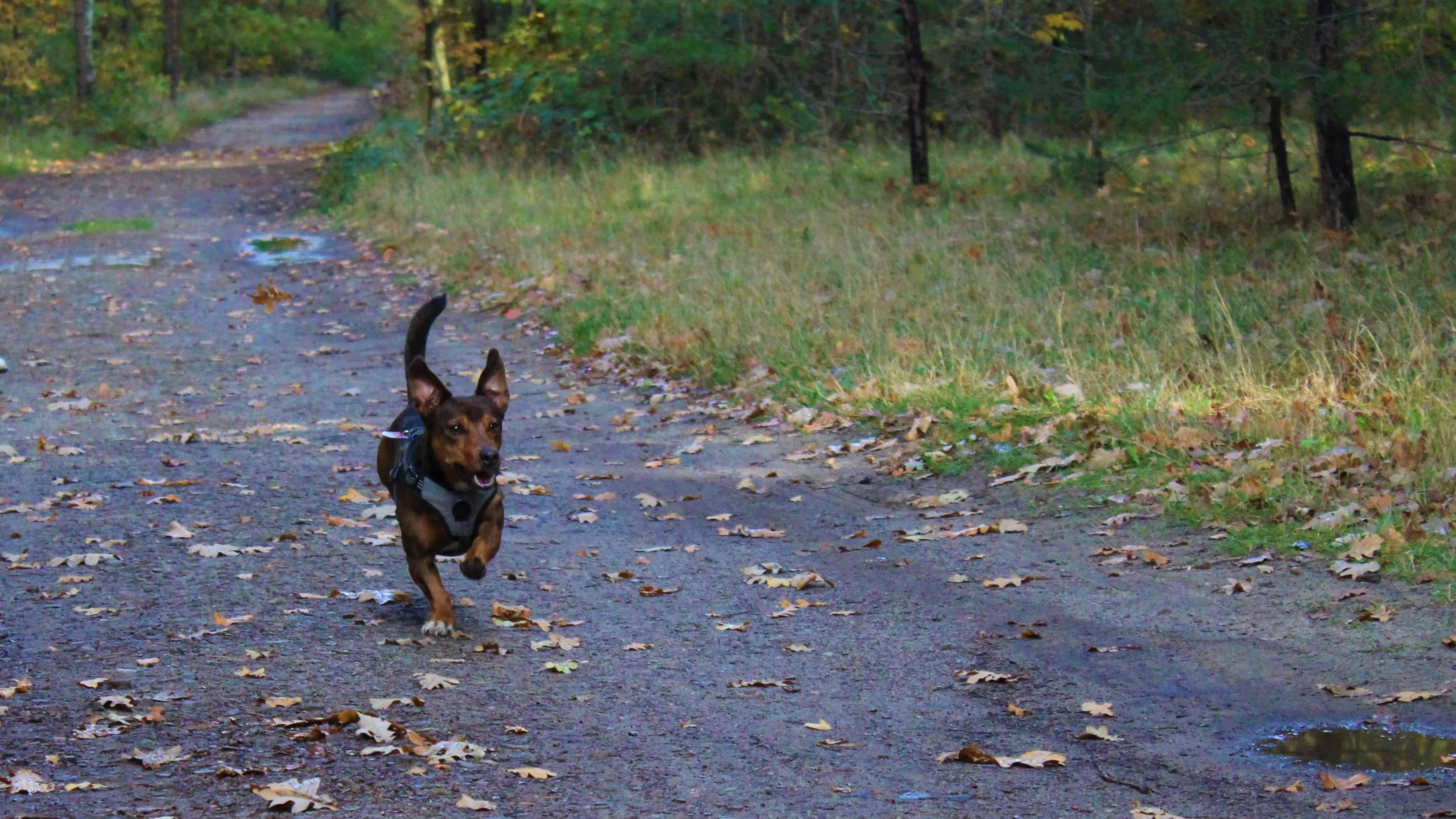 Eher ein Duracell-Hase als ein Hund: Mischling Alfred ist ein wahres Energiebündel und offensichtlich ein geeigneter Begleiter beim Joggen.