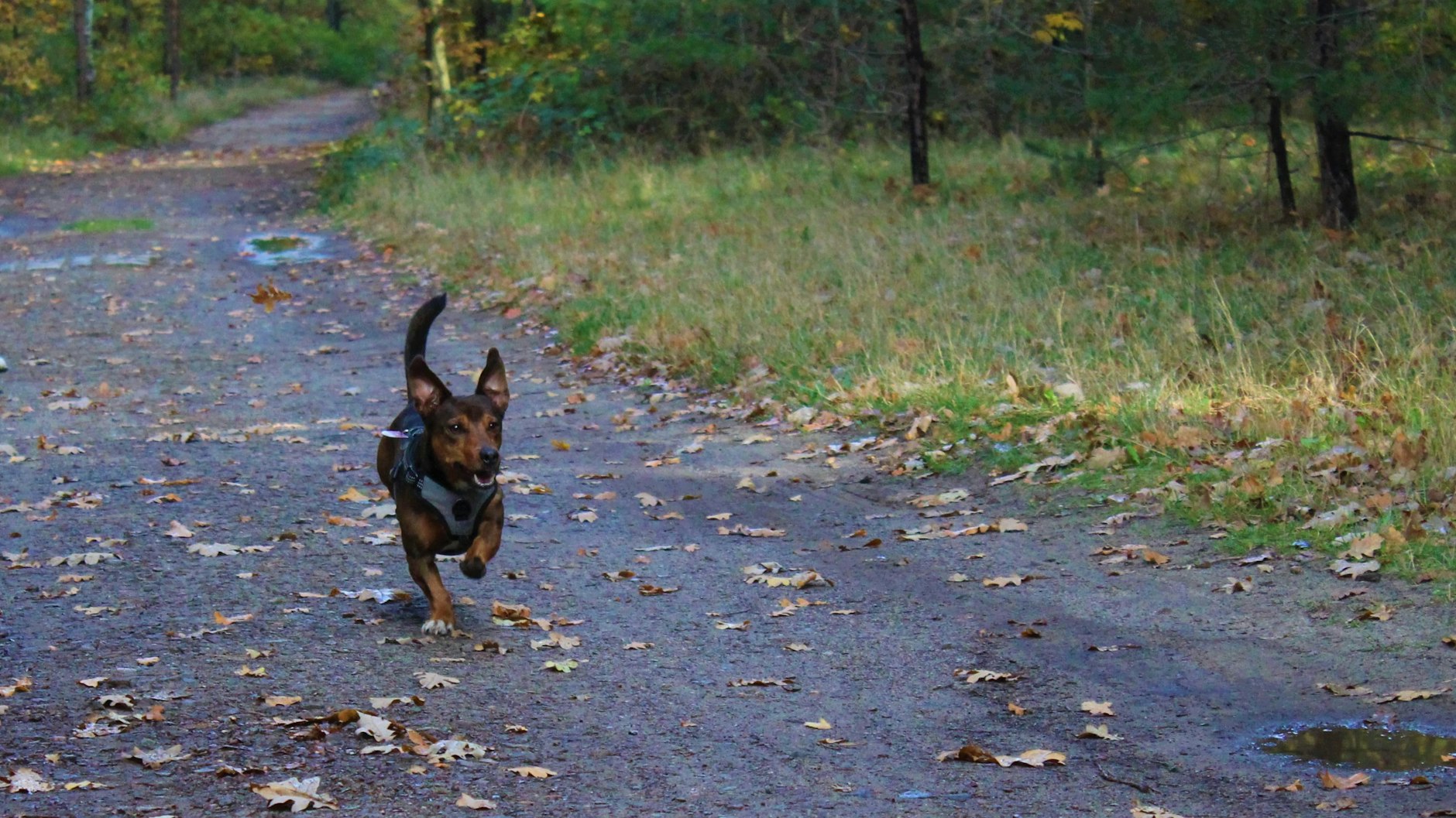 Eher ein Duracell-Hase als ein Hund: Mischling Alfred ist ein wahres Energiebündel und offensichtlich ein geeigneter Begleiter beim Joggen.