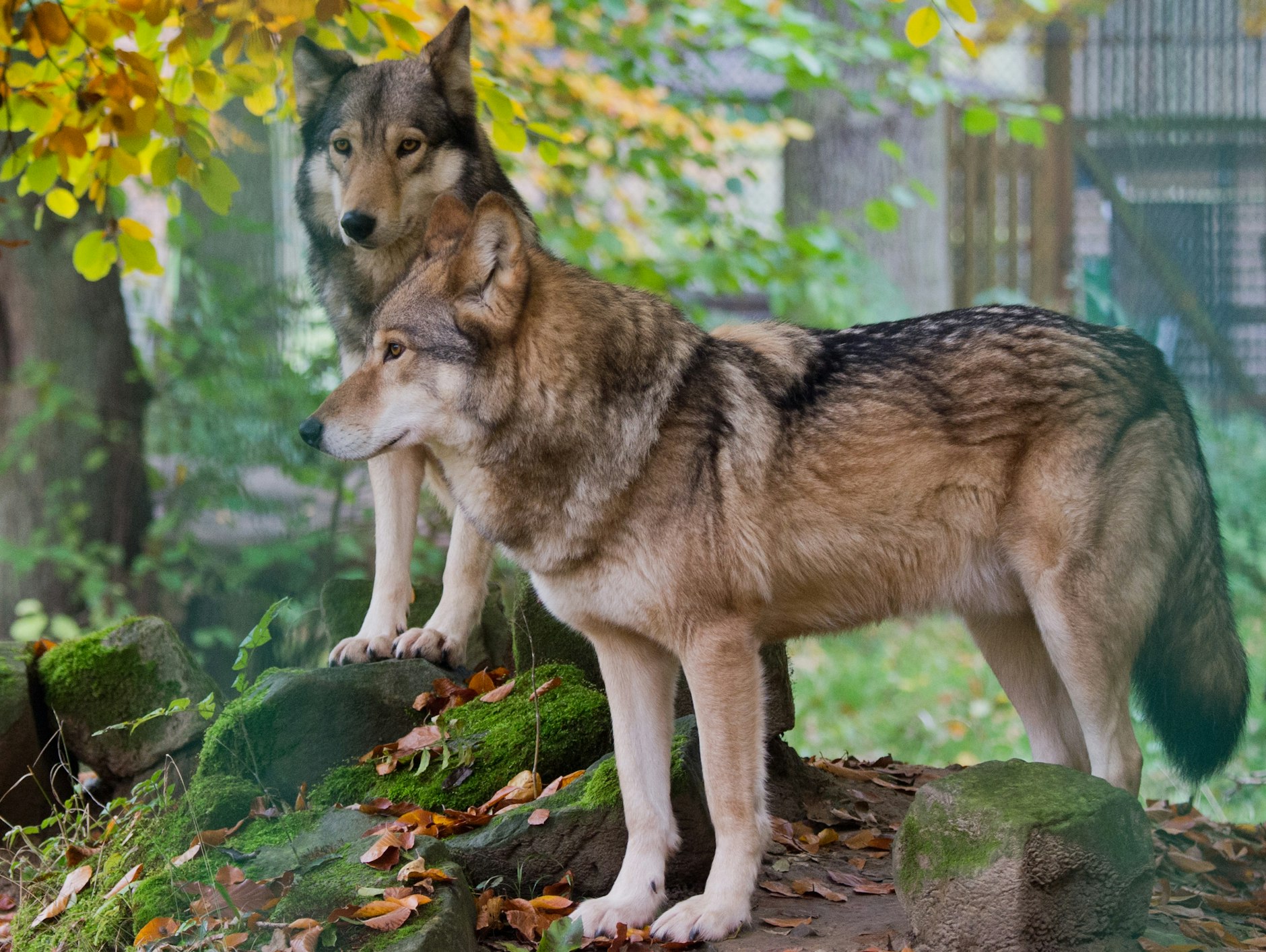 Geschützt in ihrem Gehege: zwei Wölfe im niedersächsischen Springe.