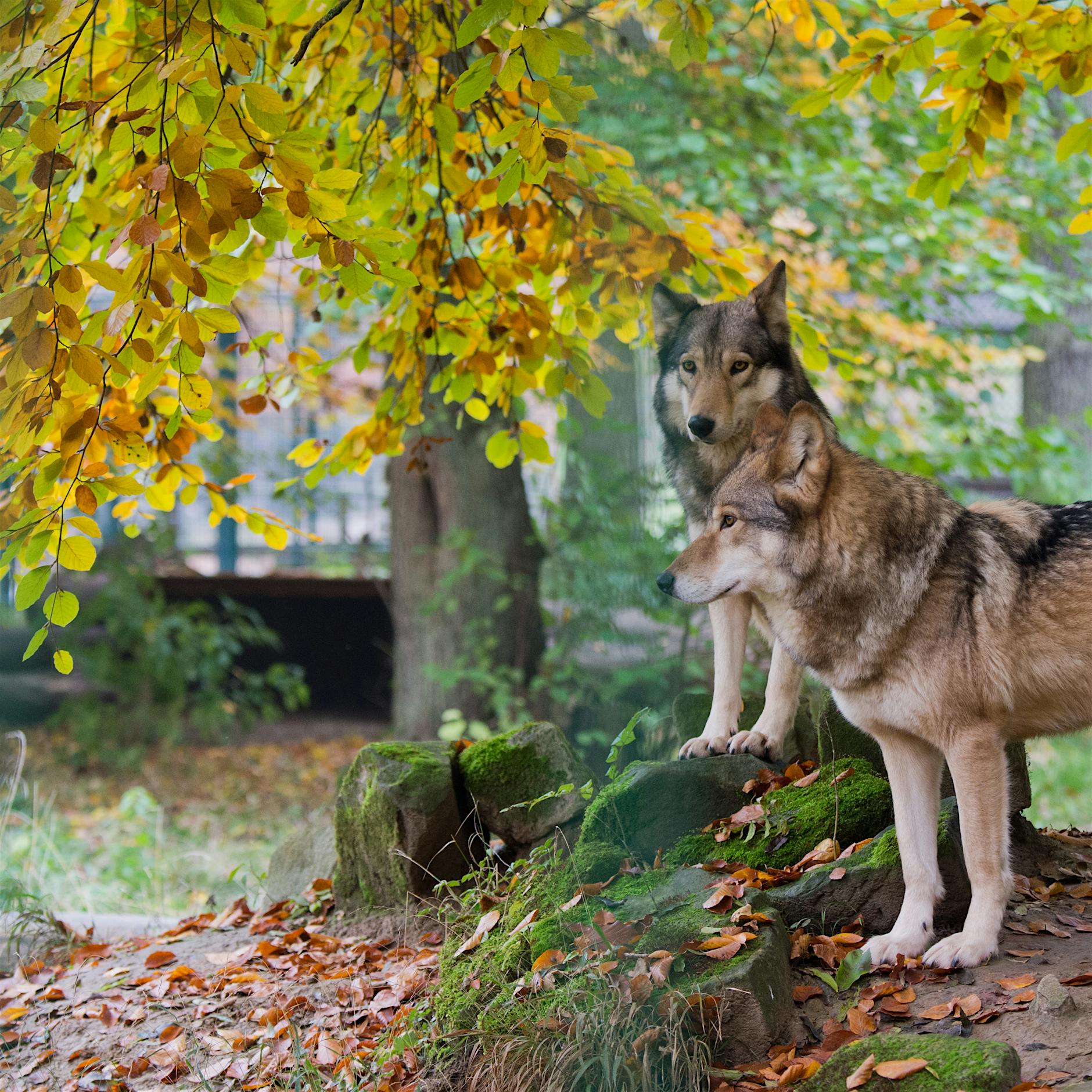 Es gibt genug Wölfe: Schießt sie ab!