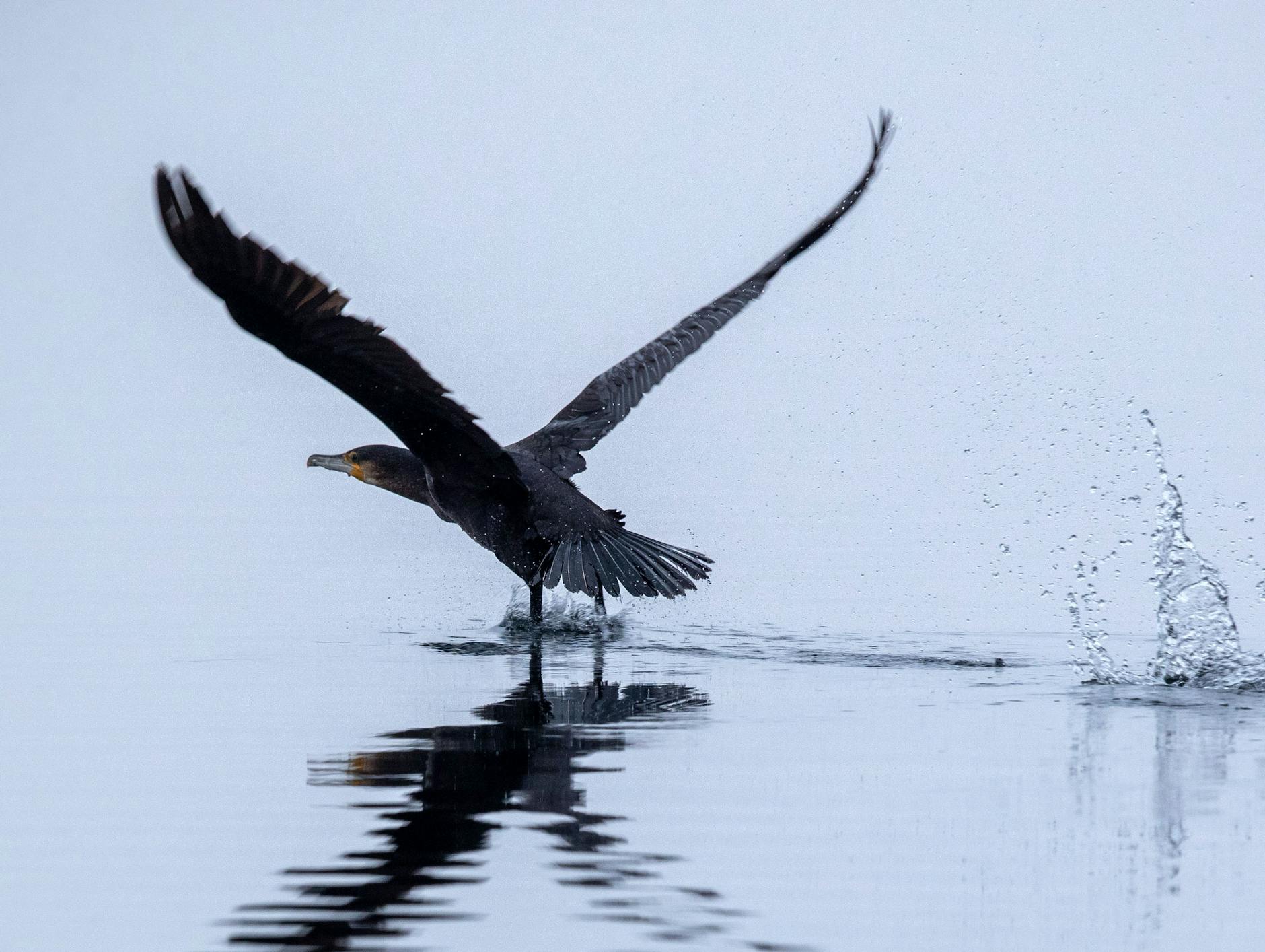 Ein Kormoran startet auf dem Schaalsee.