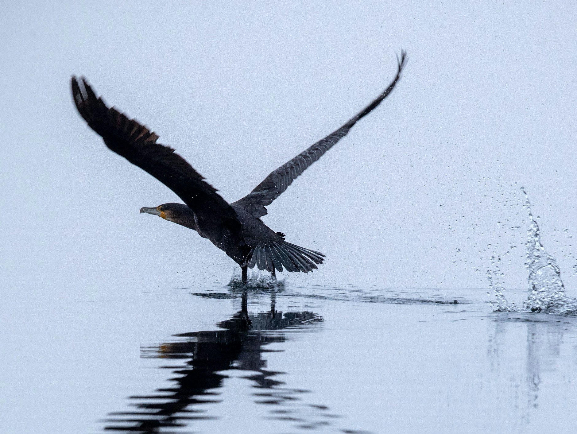 Ein Kormoran startet auf dem Schaalsee.