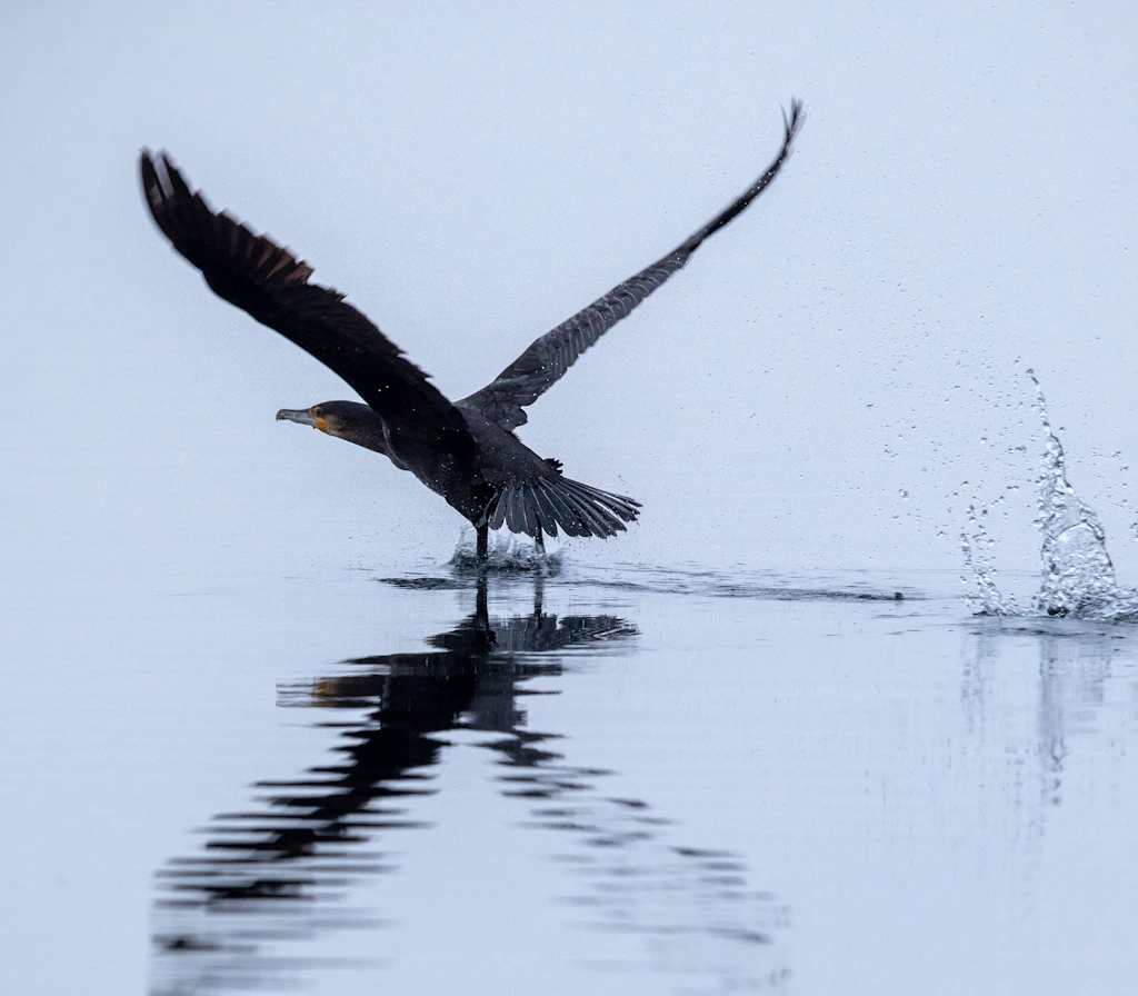 Vogelleben: Ein Kormoran lehnt evolutionäres Chichi ab