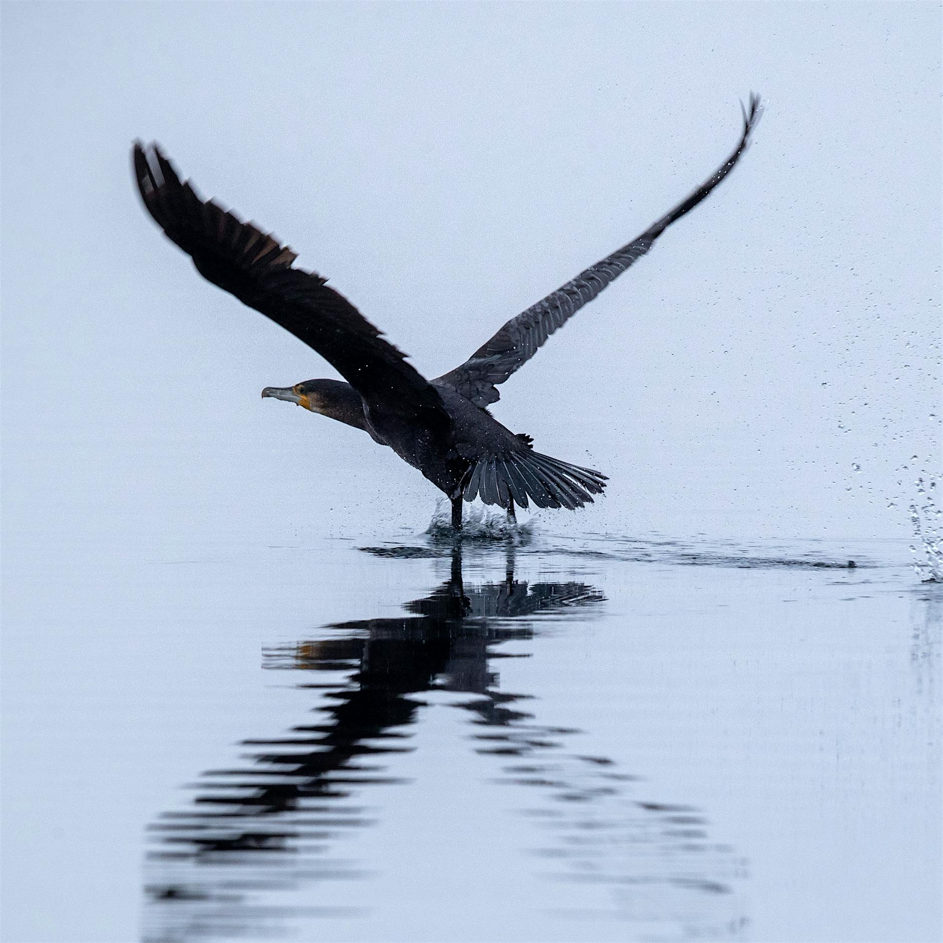 Vogelleben: Ein Kormoran lehnt evolutionäres Chichi ab