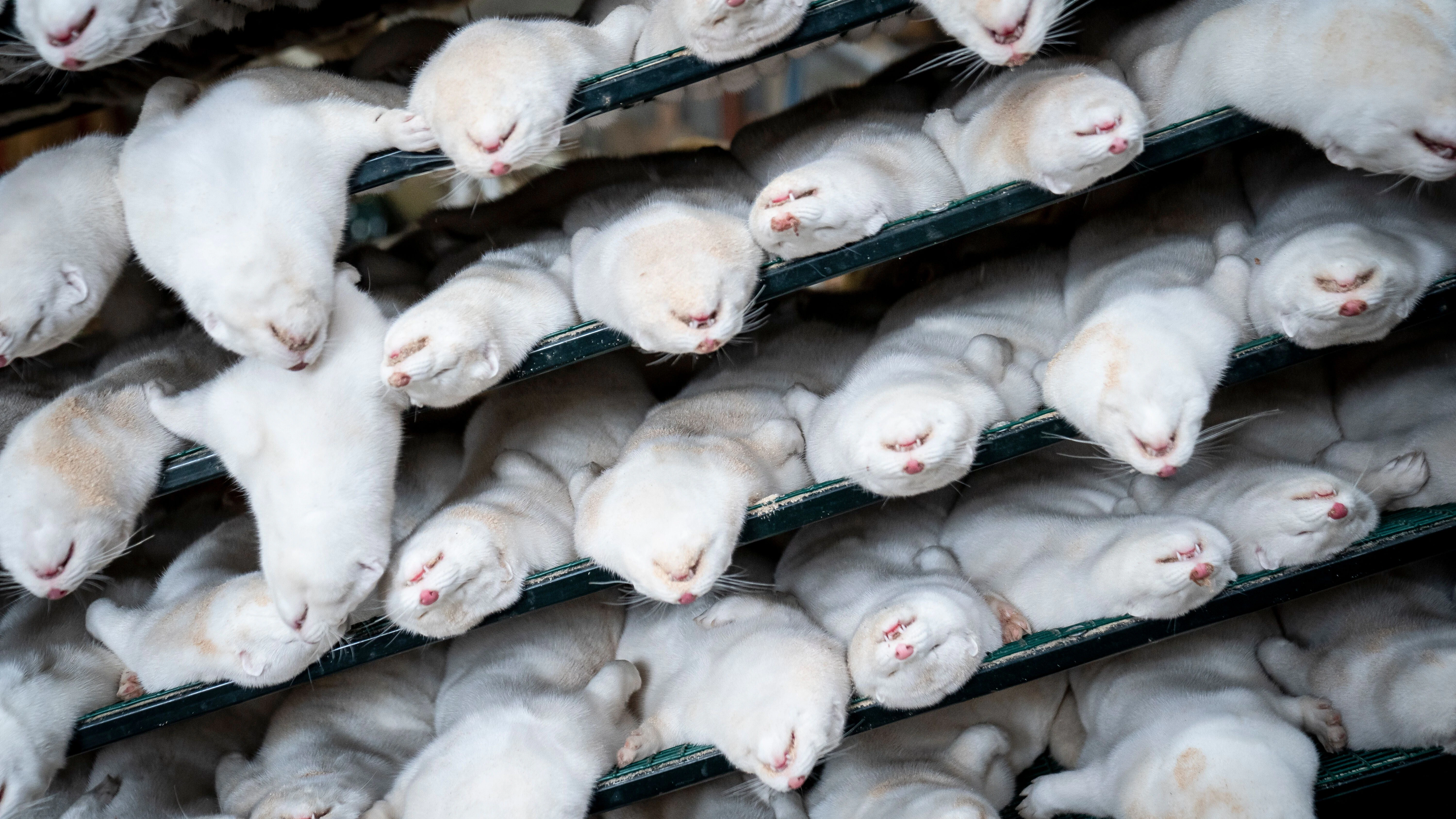 Dänemark, Naestved: Tote Tiere einer Nerzherde, die aus 3000 Nerzmüttern und ihren Jungen besteht, liegen übereinander.