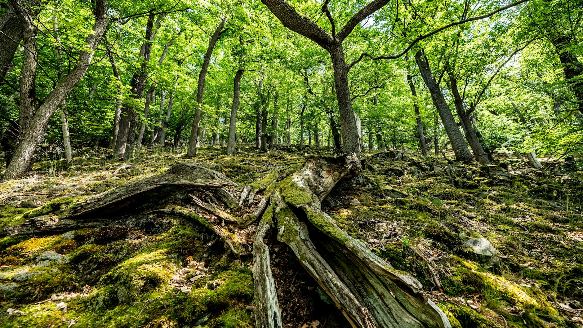 Der Knorreichenstieg, Teil des Wanderwegs Urwaldsteig Edersee, im Nationalpark Kellerwald-Edersee in Nordhessen.