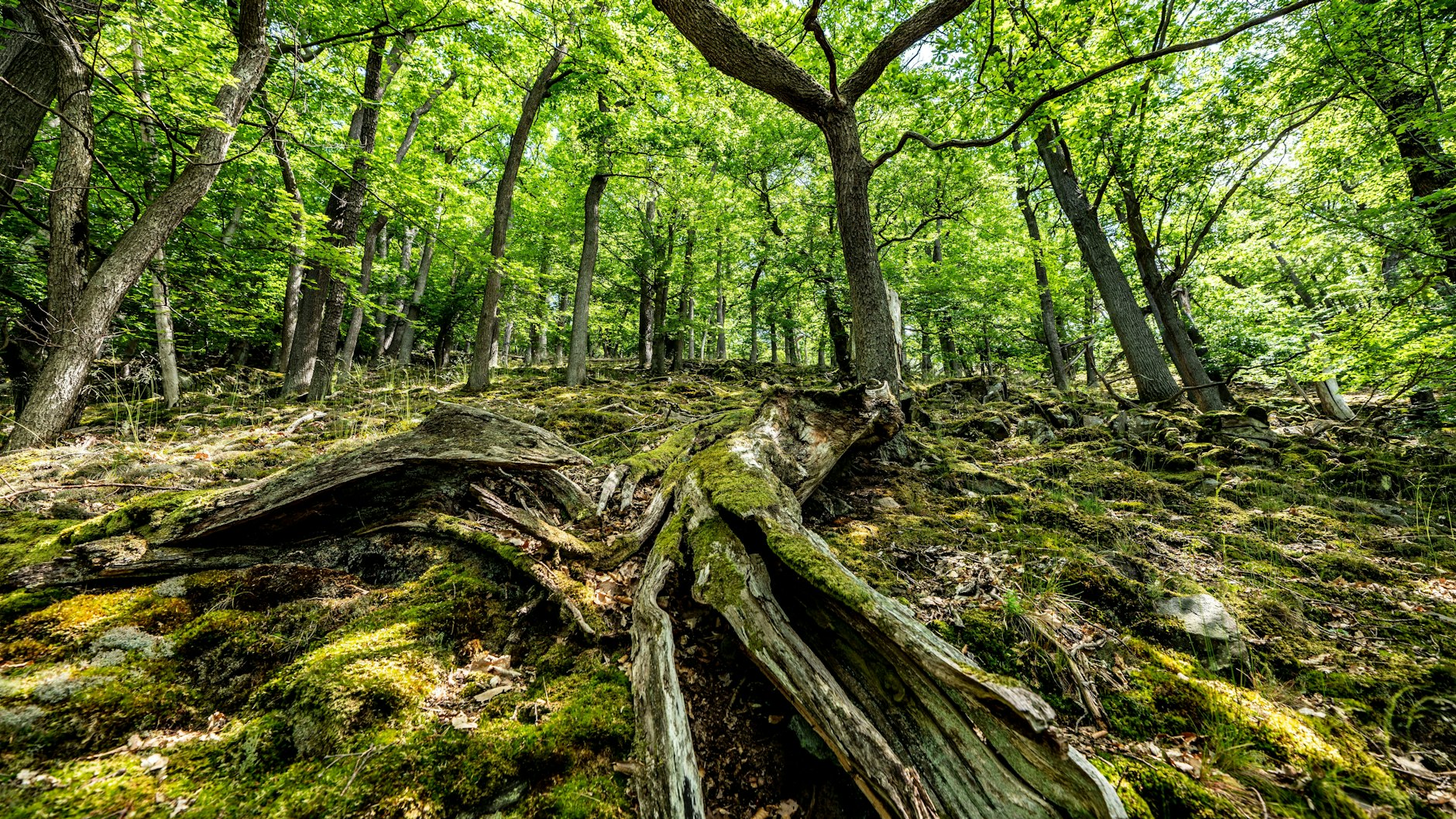 Der Knorreichenstieg, Teil des Wanderwegs Urwaldsteig Edersee, im Nationalpark Kellerwald-Edersee in Nordhessen.