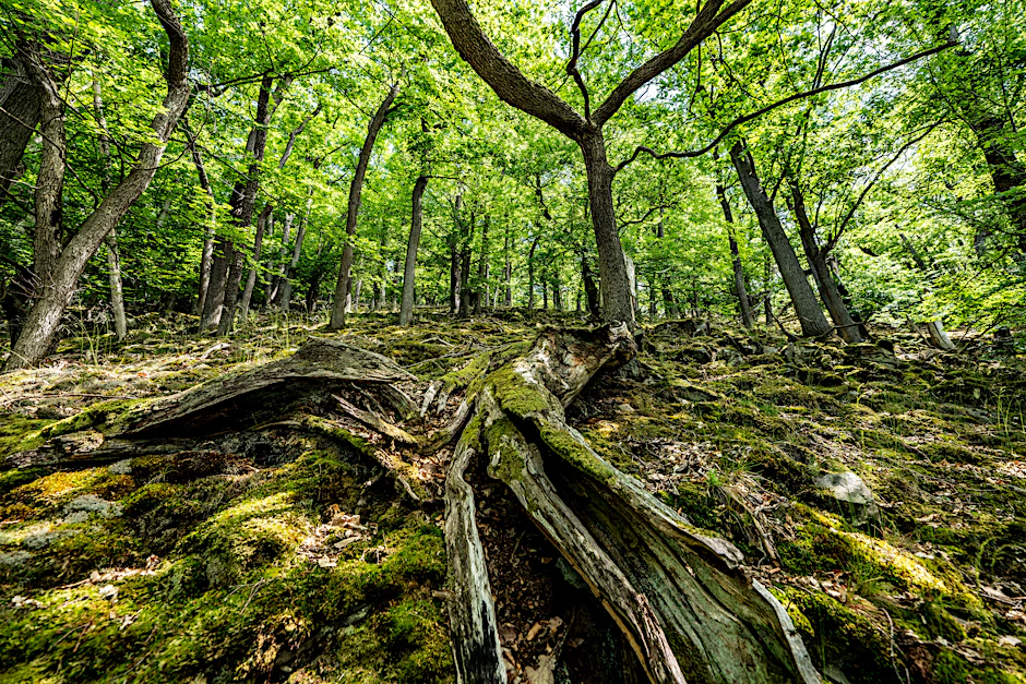 Der Knorreichenstieg, Teil des Wanderwegs Urwaldsteig Edersee, im Nationalpark Kellerwald-Edersee in Nordhessen.