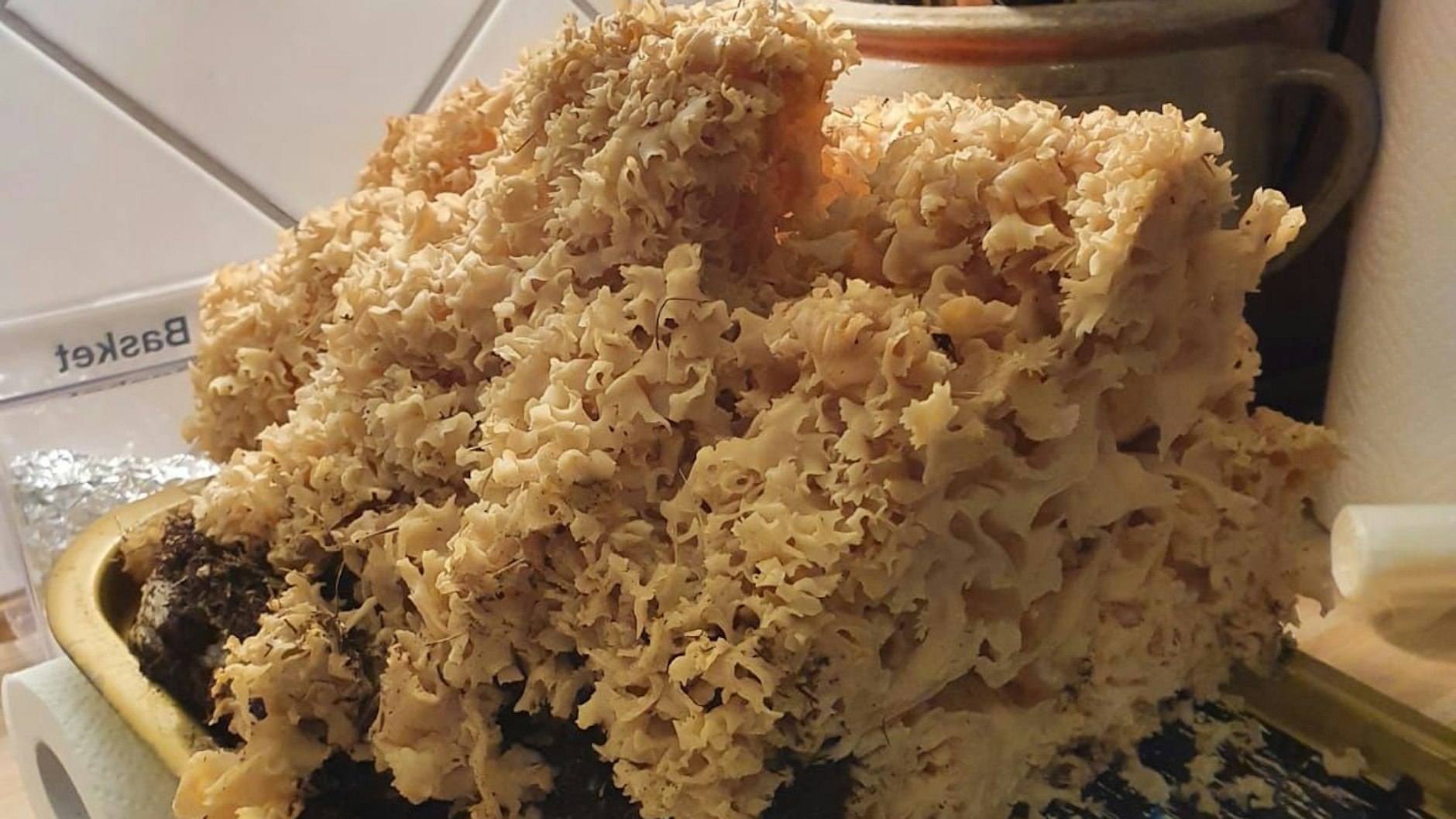 Krause Glucke, oder auch Fette Henne genannt, ist ein Speisepilz.