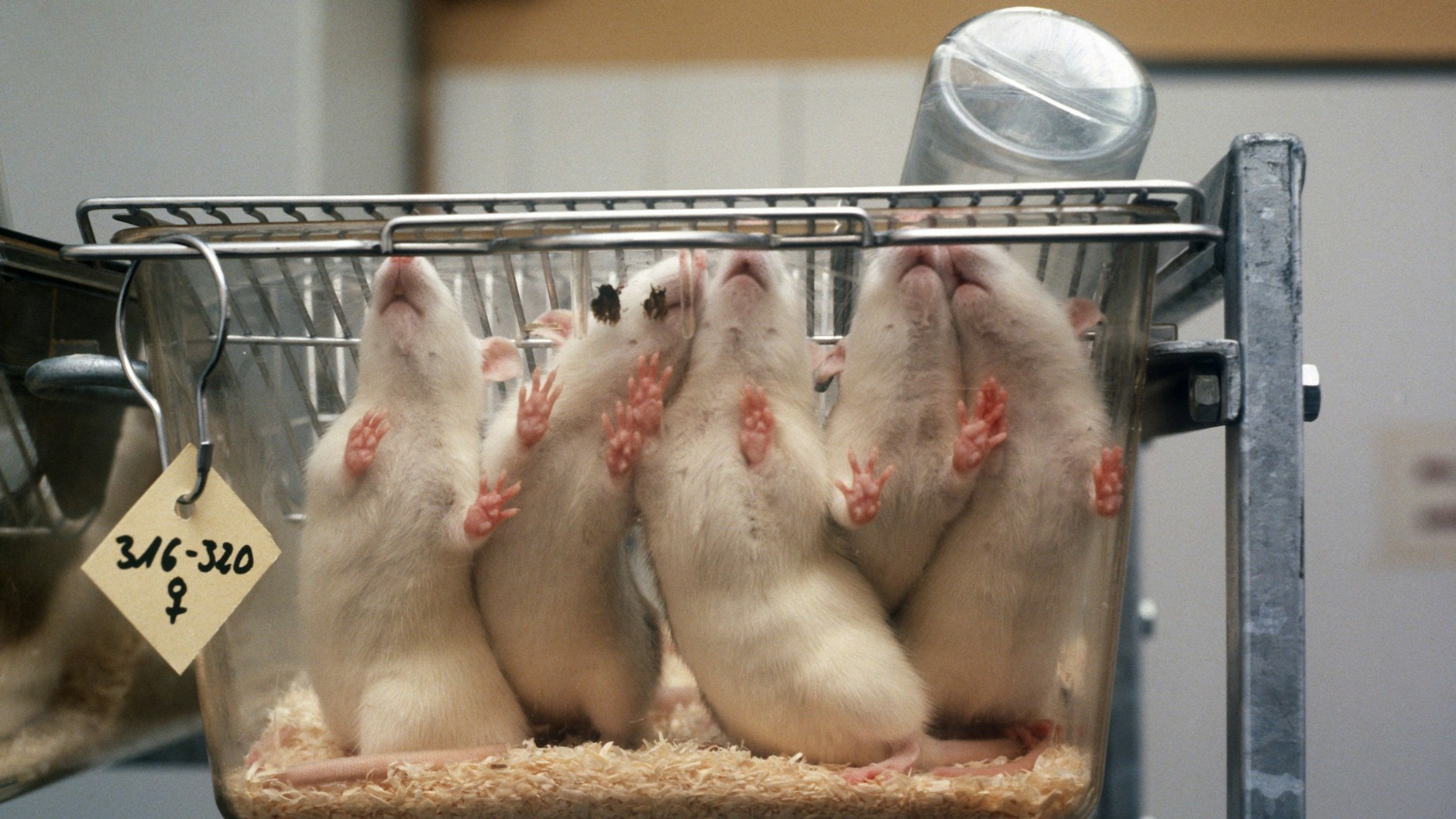 Versuchsratten in einem Glasbehälter in einem Forschungslabor.