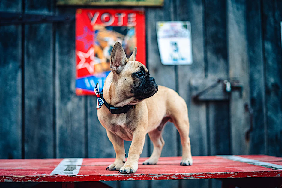 Die französische Bulldogge Wilbur Beast gewann die Wahl zum Bürgermeister.&nbsp;