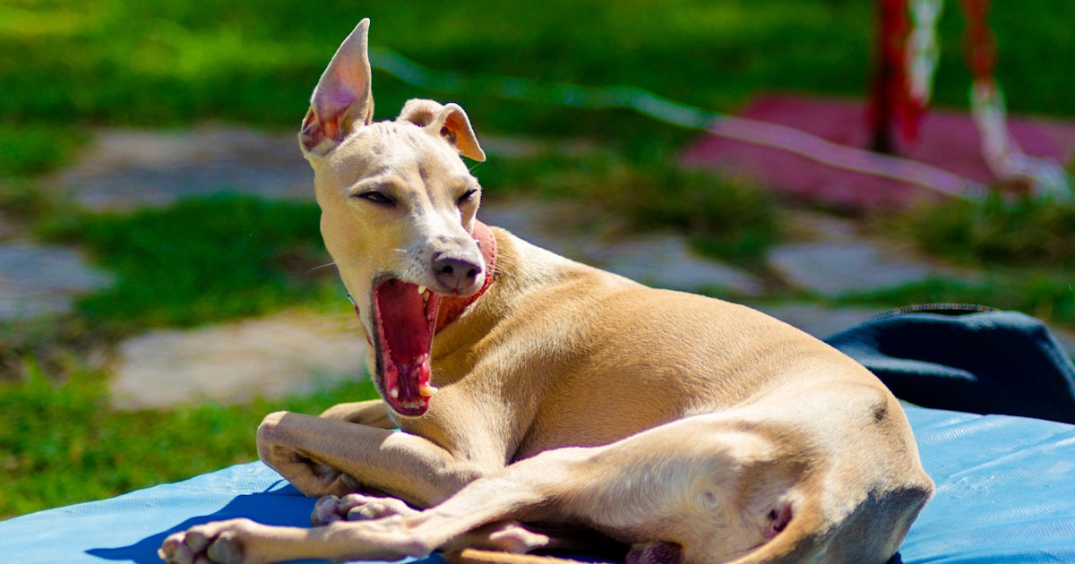 Wenn der Vierbeiner gähnt Was tun gegen fiesen Mundgeruch beim Hund?