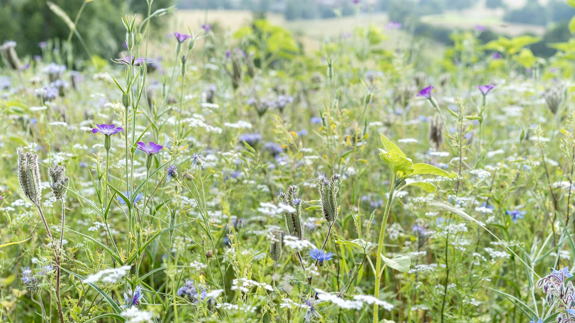 <a target="_blank" href="https://www.mpg.de/4693508/Immunsystem_Pflanzen">Wildpflanzen besitzen vielfältige Sensoren</a> für ihr Radarsystem gegen Krankheitserreger.