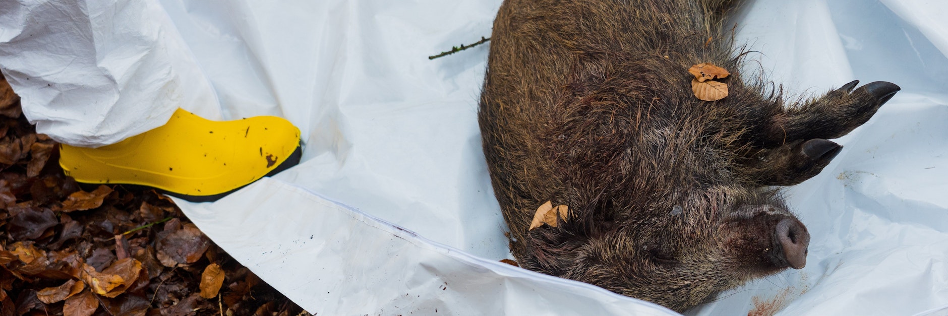 Ein totes Wildschwein.&nbsp;Brandenburg meldet bereits über 150 Fälle der Afrikanischen Schweinepest.