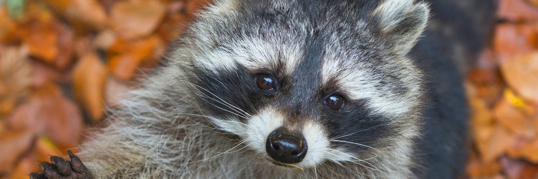 Auch in Berlin und Brandenburg fühlen sich Waschbären sehr wohl.